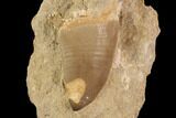 Mosasaur (Prognathodon) Tooth In Rock #91358-1